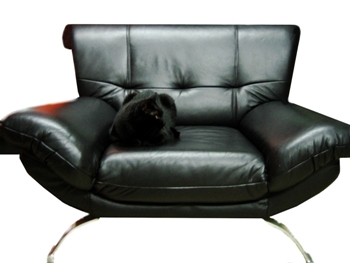 This photo of a contemporary chair and its sleek feline occupant, Moritz, was taken by photographer Daniela Lenarcic from Klagenfurt, Austria.